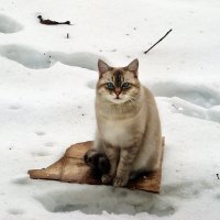 Кот, домашний, но мартовский... :: Irina 