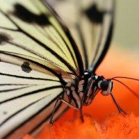 Бабочка :: Юрий Таратынов