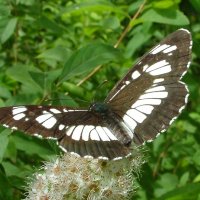 Бабочка Пеструшка  таволговая (Neptis rivularis Sc.) :: Генрих Сидоренко