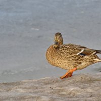 Модель :: Сергей Гайдай