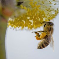 Пчёлка :: Руслан Безхлебняк