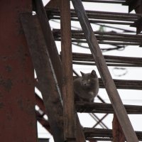 шахтерский кот :: Ольга 