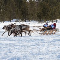 Гонка :: Георгий Кулаковский