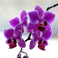 Орхидея :: Вячеслав 