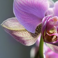 Орхидея :: Кира Пушечкина