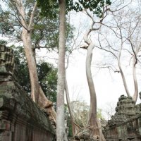 Необыкновенная красота Камбоджа Ангкор Ватт :: Lena Voevoda