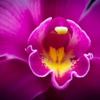 Великолепная орхидея. :: Татьяна Чеботарь