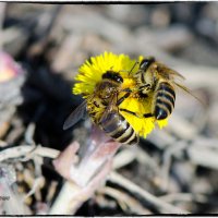 Пчёлы...вот она, настоящая ВЕСНА!!! :: Anna Dyatchina