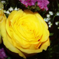 Букет из желтых роз... :: Полина Бесчастнова