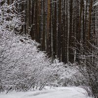 Морозный лес :: Александр Великанов