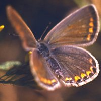 Бабочка Голубянка Икар (Polyommatus icarus), самка. :: Генрих Сидоренко
