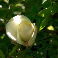Белая роза :: Алла Шапошникова