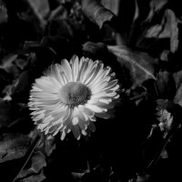 Чёрно белый цветок :: Павел Данилевский
