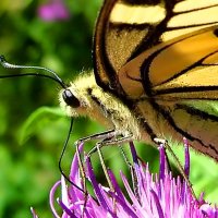Бабочка Махаон  (Papilio machaon L.) :: Генрих Сидоренко