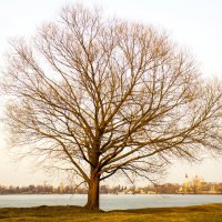 Дерево :: Владимир 