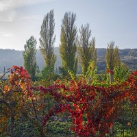 Вино и виноград :: Георгийf 