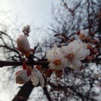 абрикосовые цветочки :: Дарья Неживая