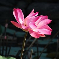 Будь безмятежен, как цветок лотоса :: Нина Штейнбреннер
