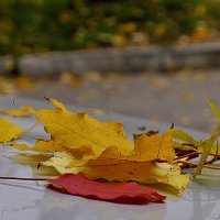 Осень, осень, ну давай у листьев спросим ... :: Ольга Винницкая (Olenka)
