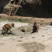 обезьяны . :: maikl falkon 