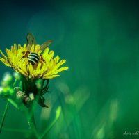 Пчела :: Денис Собкалов