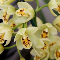 Симфония орхидей. :: Виктория 
