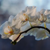 Очарование белых цветов :: Екатерина Голубкова