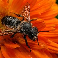 Пчела :: Nn semonov_nn