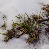 Трава на снегу :: Светлана Фомина
