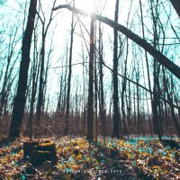 first flowers in forest :: Сергей Бабичев