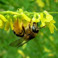 Пчёлка с пыльцой :: Генрих Сидоренко