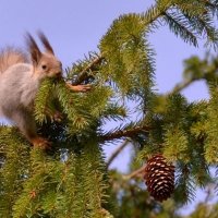 Ничего нет вкуснее :: shperl 