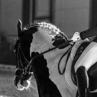 Когда приходишь к лошадям, оставляй свои бытовые проблемы за порогом конюшни. :: Alesya Safe