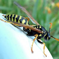 Французская оса (Polistes gallicus) :: Генрих Сидоренко