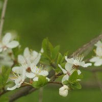 . . . одна третья весны . :: Ростислав Бутми