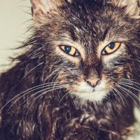 мокрий кіт :: Halyna Hnativ