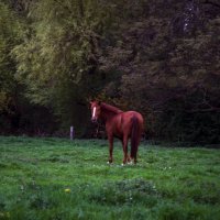 питание красного коня :: Alexandr G