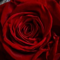rose :: Amana Sakura 