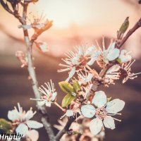 весняний цвіт :: Halyna Hnativ