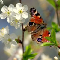 Весенняя бабочка! :: Катерина Фролова
