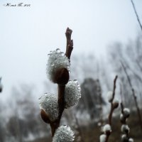 Весенняя прелесть в пасмурный день... :: Юлия ♥♥♥