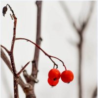 Осенние ягоды :: Василий Хорошев