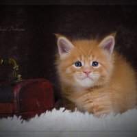 Котёнок породы Мейн Кун :: Anna Dyatchina