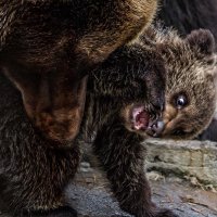 Переноска медвежонка :: Nn semonov_nn