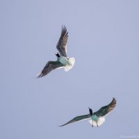 Чайки на лету ловят хлеб :: Александр Лялюков