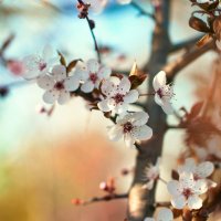 Акварельная весна :: Юлия Савина