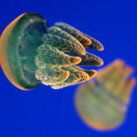 Сияние медуз :: Любовь Стаценко