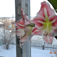 Цветы :: Алексей Корзников