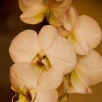 орхидея :: Алексей Елесов