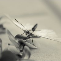 Бабочка :: Алена Афанасьева